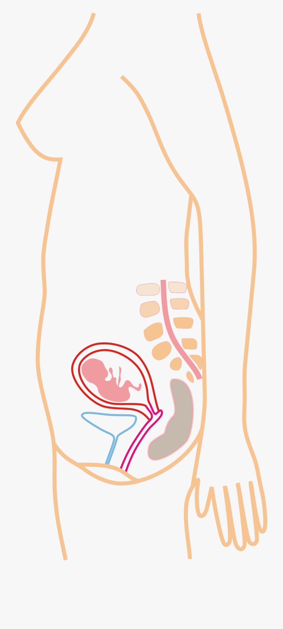 3rd Month Pregnancy - Pregnancy Month By Month, Transparent Clipart