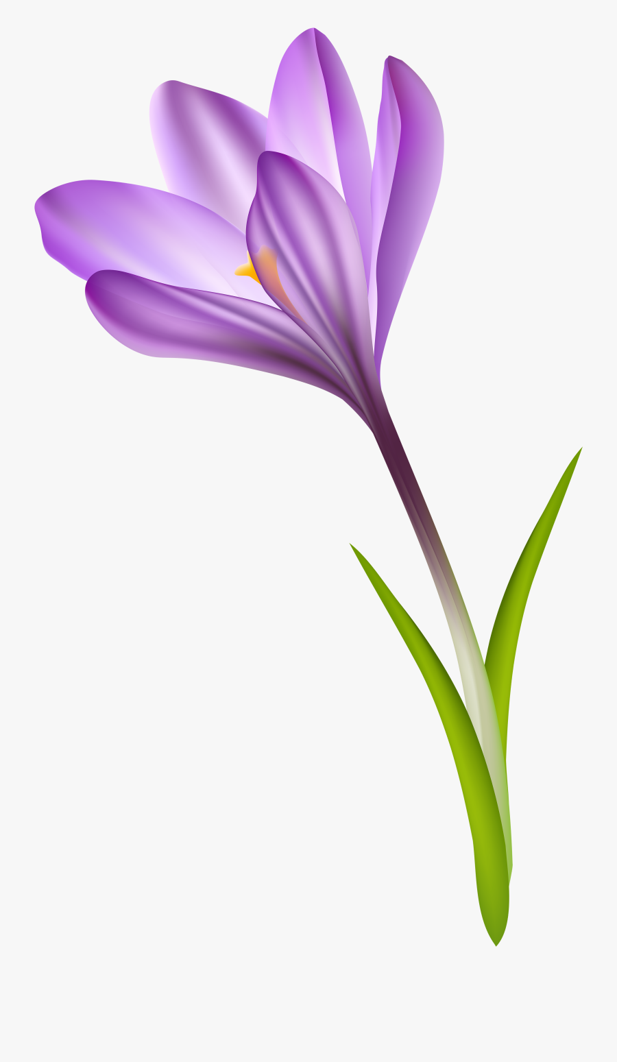 Purple Crocus Transparent Png Clip Art Image​ - Spring Crocus, Transparent Clipart
