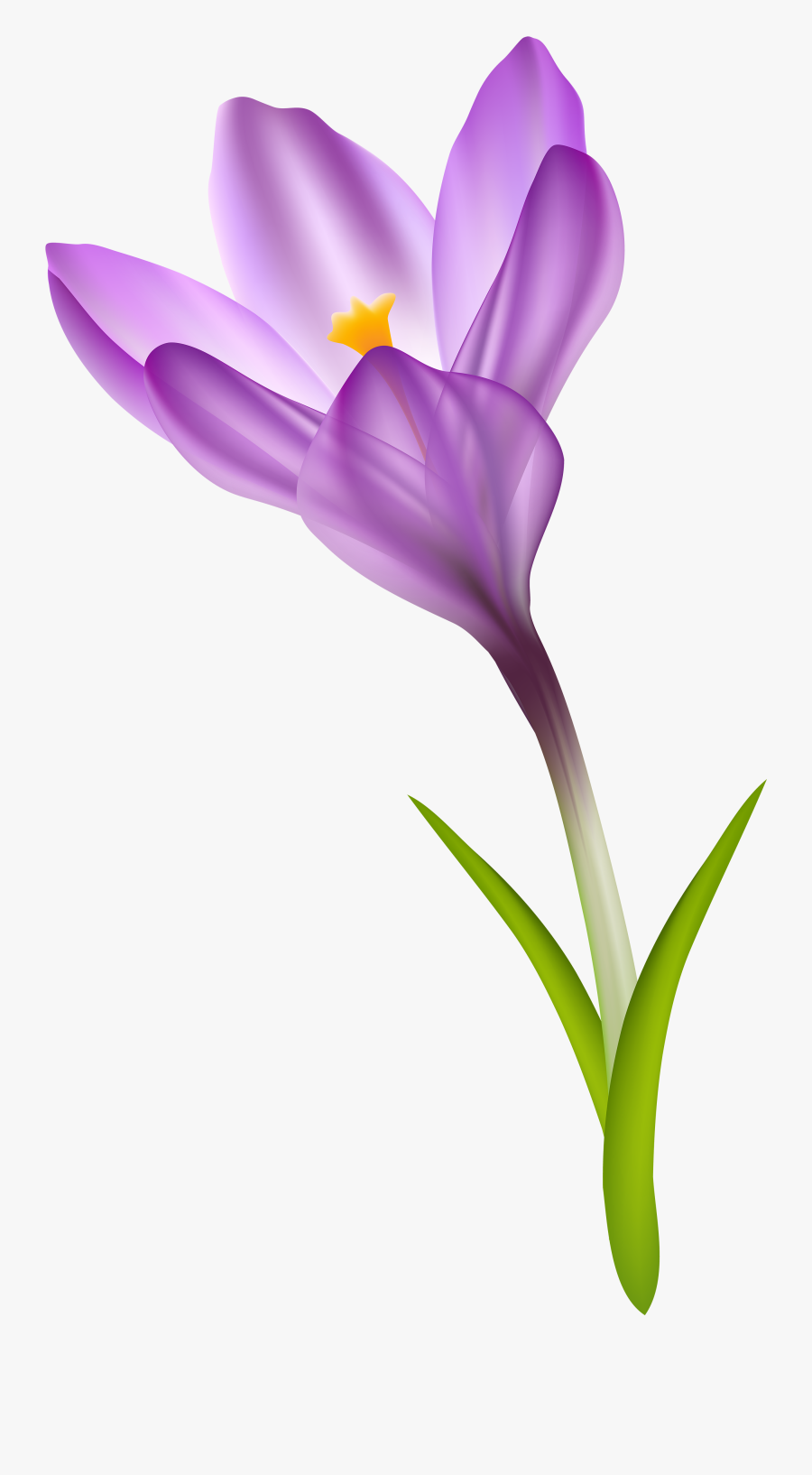 Transparent Png Clip Art - Crocus Clipart, Transparent Clipart