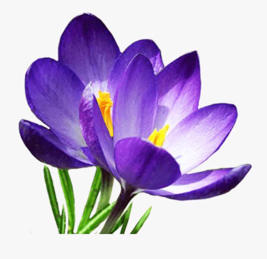 Crocus Png Transparent Images - Clip Art Spring Flower, Transparent Clipart