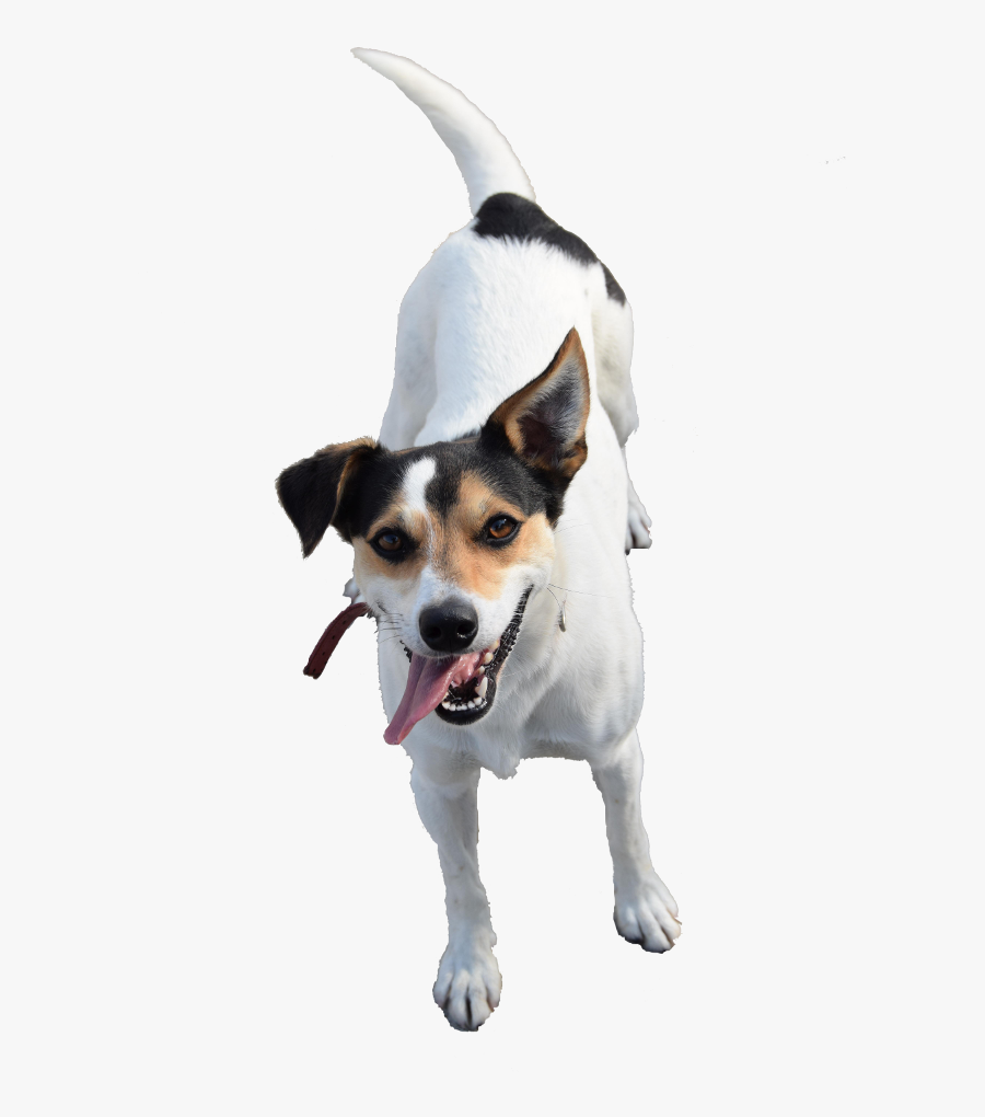 Dog Breed Miniature Fox Terrier Rat Terrier Toy Fox - Danish Swedish Farmdog, Transparent Clipart