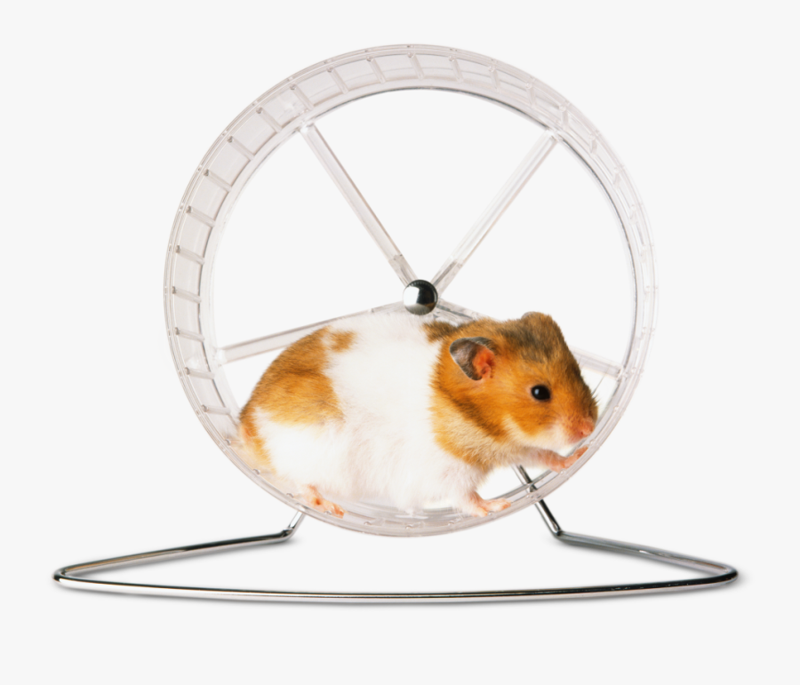 Rat - Hamster Wheel On Transparent Background, Transparent Clipart
