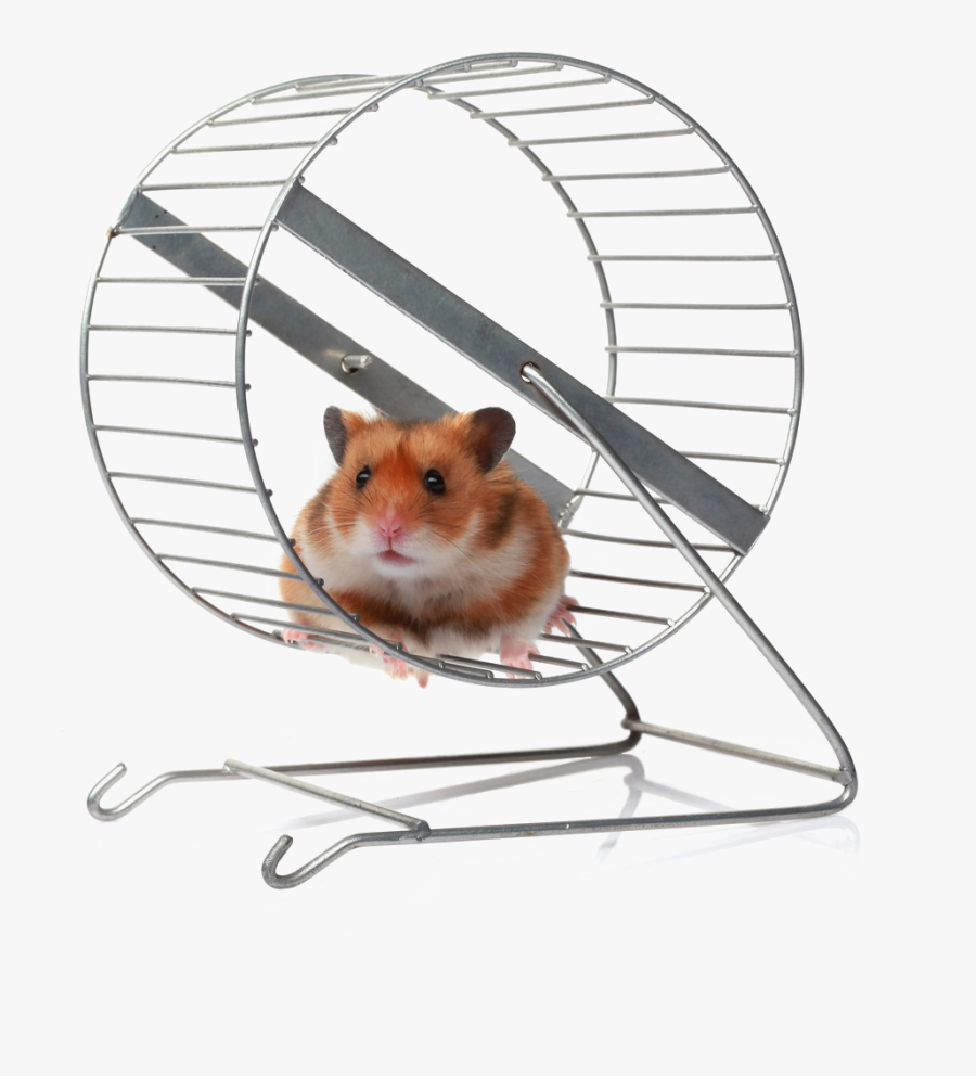 Hamster Wheel Png - Hamster In A Wheel Meme , Free Transparent Clipart - Cl...