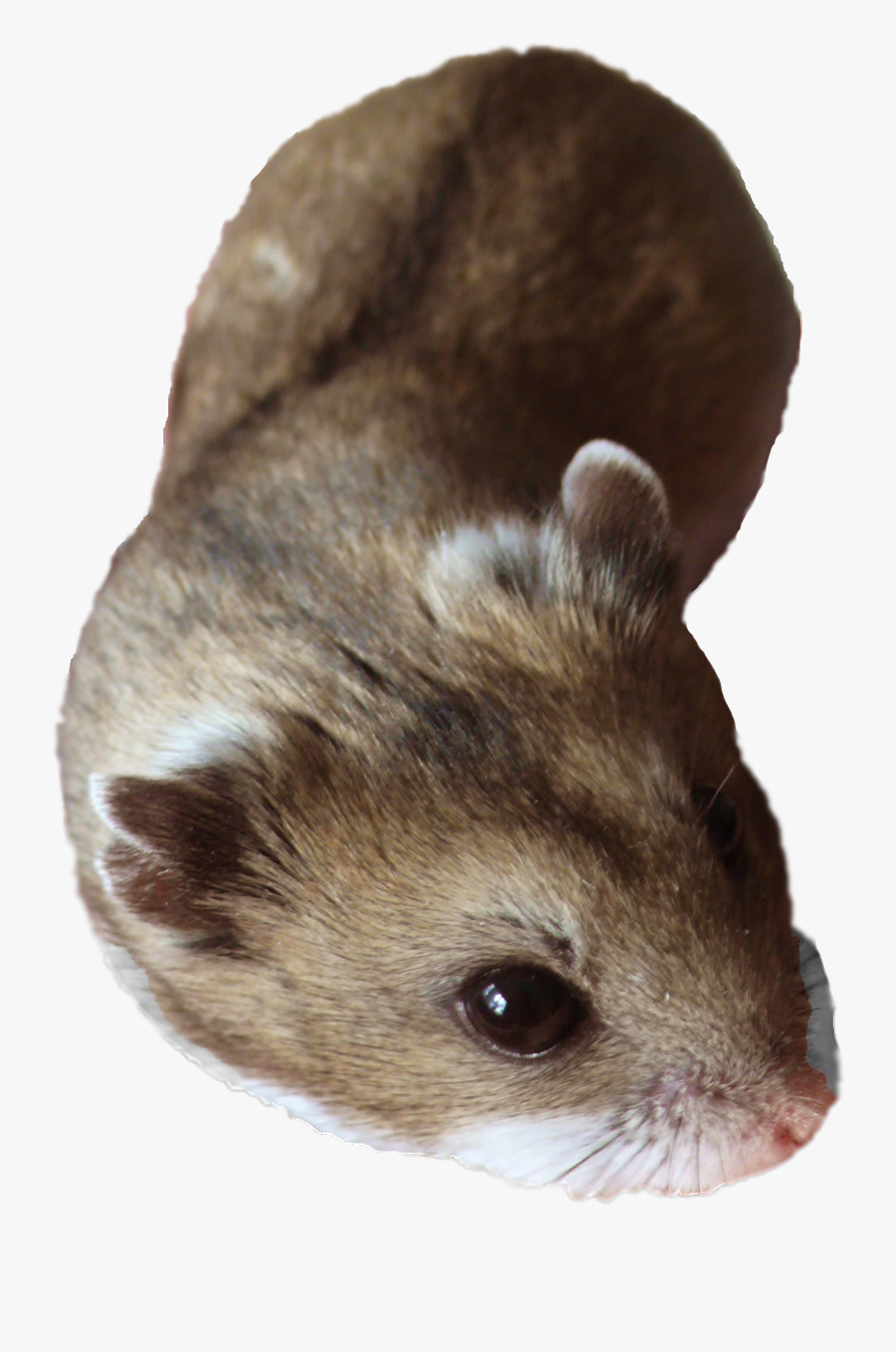 Discover Chinese Hamsters - Mouse, Transparent Clipart