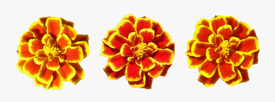 Marigolds Png Transparent - Marigold Flower Toran Png, Transparent Clipart