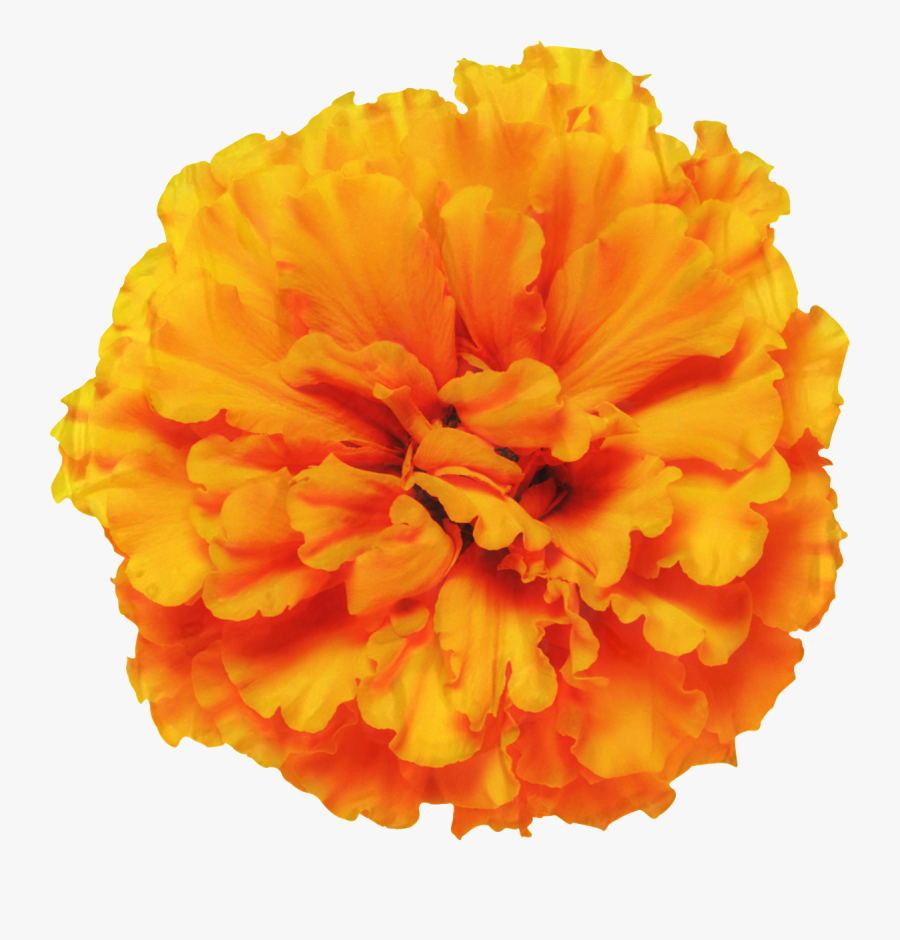 Mexican Marigold Glebionis Segetum Pot Marigold Flower - Marigold Png, Transparent Clipart