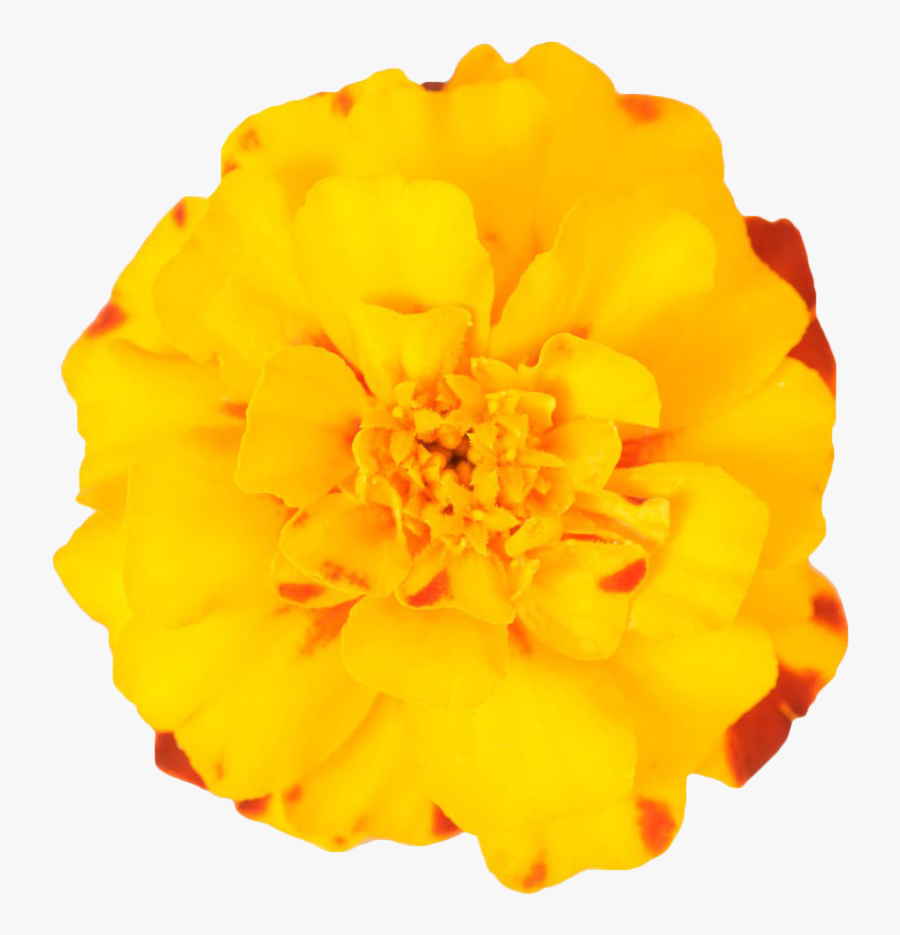 Mexican Marigold Flower Plant - Marigold Transparent Background, Transparent Clipart