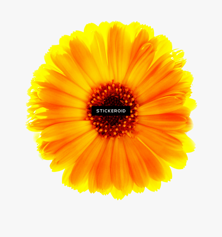 Indian Blanket Png - Transparent Marigold Clipart, Transparent Clipart