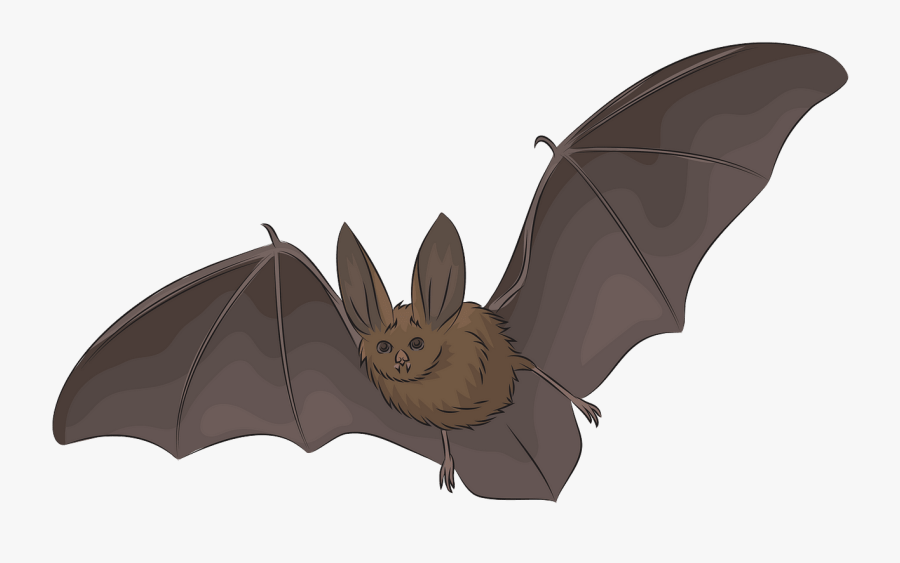 Big Eared Bat Drawing, Transparent Clipart