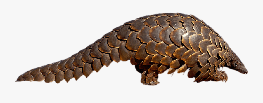 Adult Pangolin - Pangolin Png, Transparent Clipart
