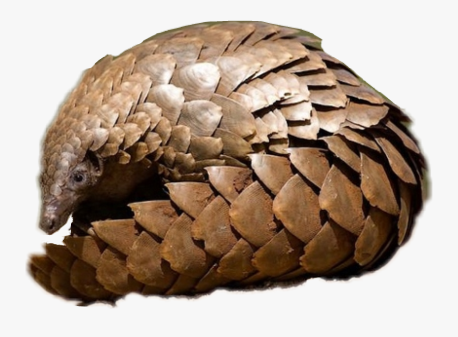 #pangolin #cute#freetoeditsticker - Pengalon Animal, Transparent Clipart