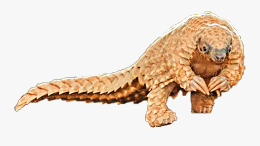 Pangolin Freetoedit - Ankylosaurus, Transparent Clipart