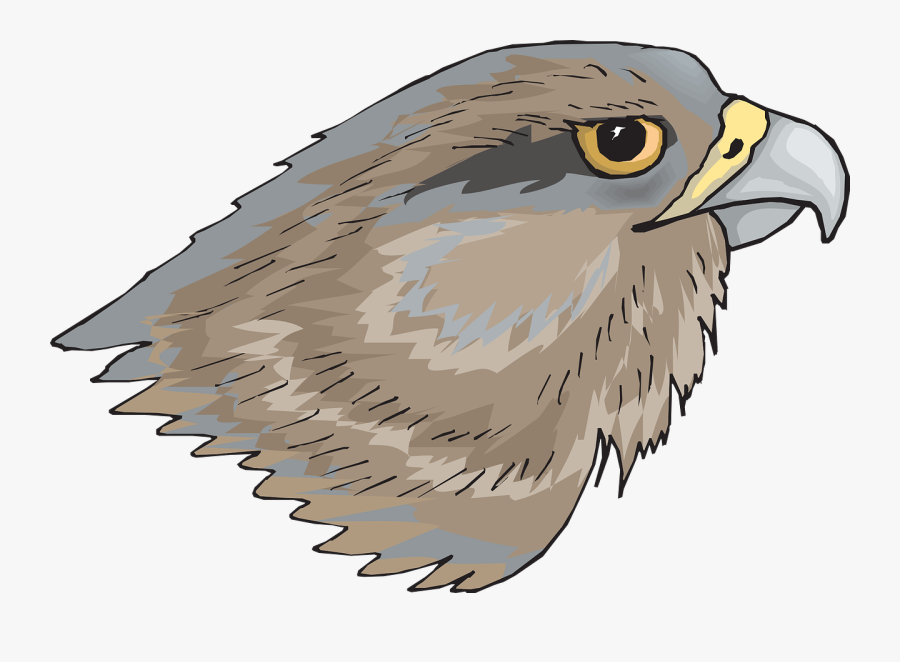 Hawk Head Png, Transparent Clipart