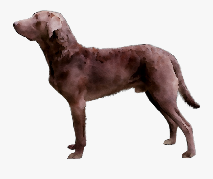 Golden Chesapeake Breed Dog Bay Limp Retriever Clipart - Ancient Dog Breeds, Transparent Clipart
