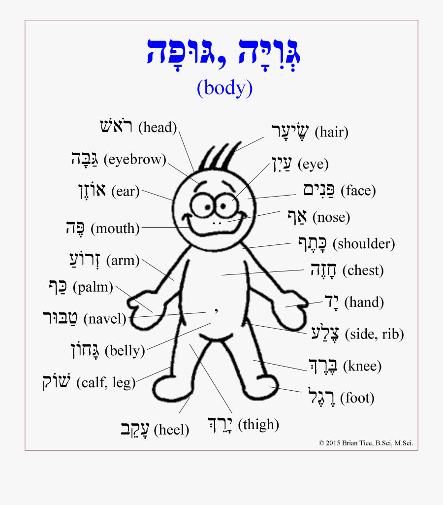 Transparent Body Parts Clipart - Human Body Parts In Hebrew, Transparent Clipart