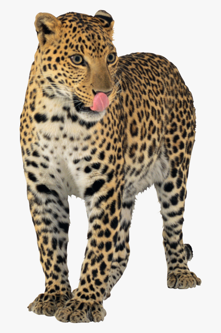 Transparent Background Jaguar Png, Transparent Clipart