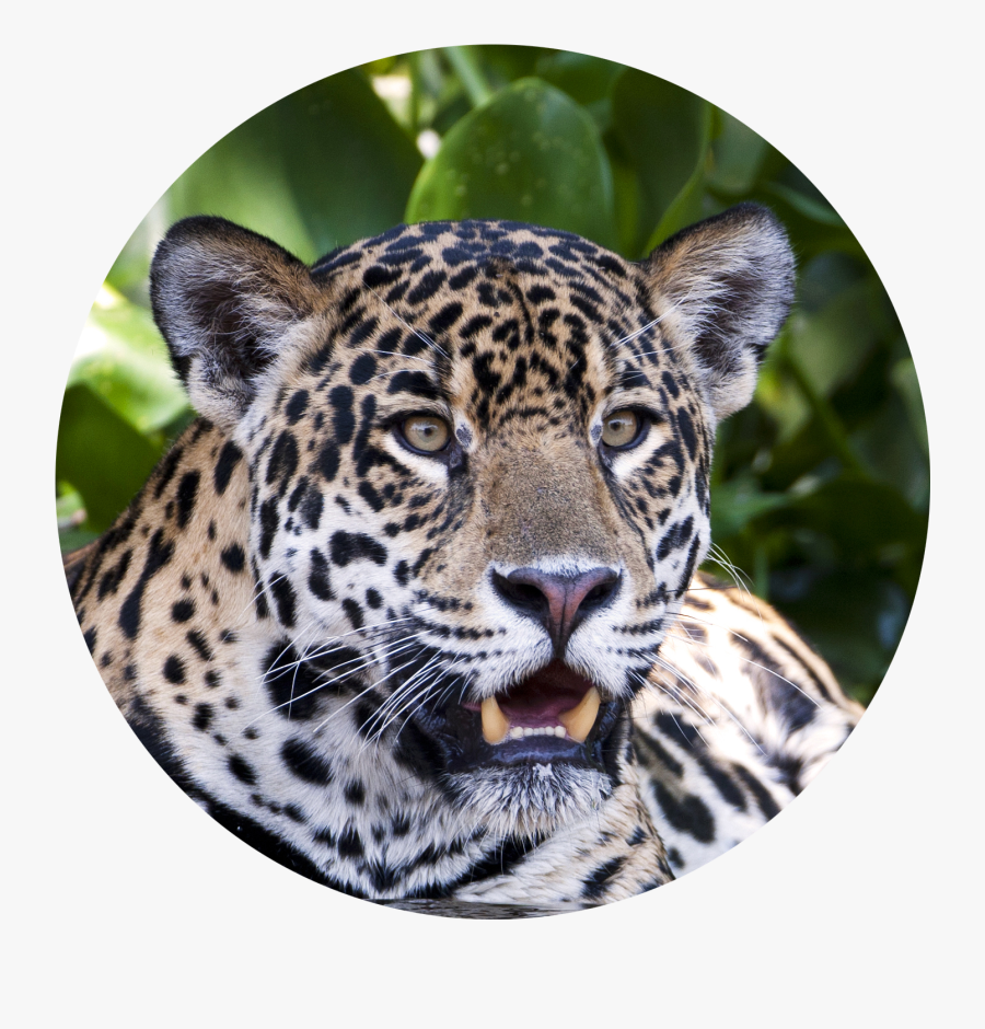Jaguar Transparent Cut Out - Jaguar Animal Circle, Transparent Clipart