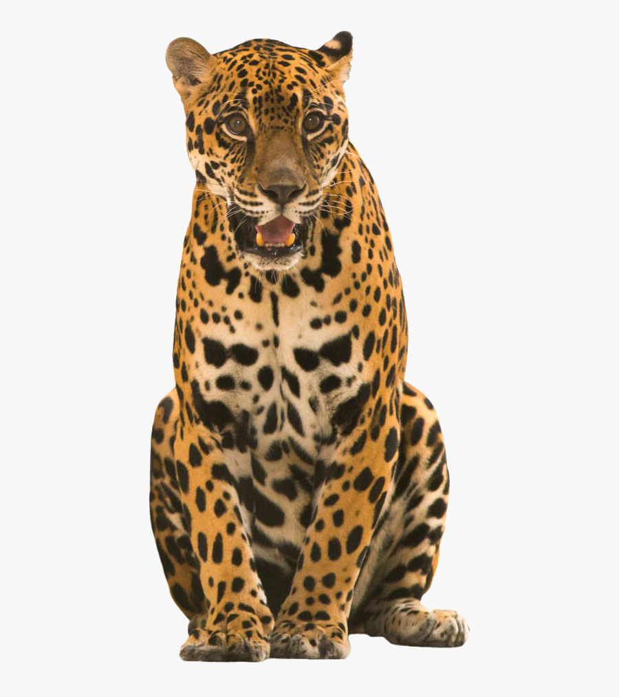 Jaguar Transparent Image - Jaguar Costa Rica Png, Transparent Clipart