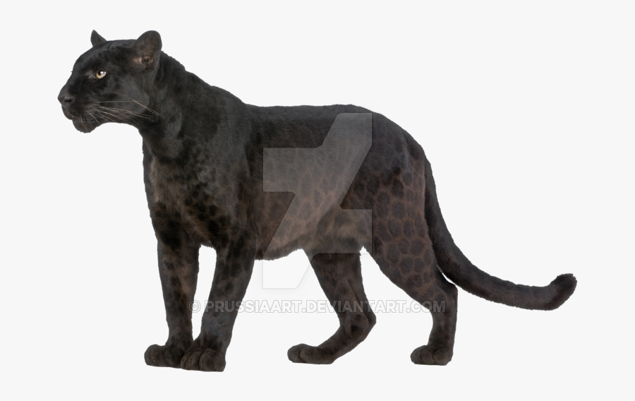 Black Panther Head Png - Safari Animals Figures 2019, Transparent Clipart