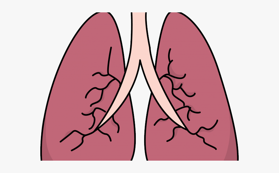 Lungs Clipart, Transparent Clipart