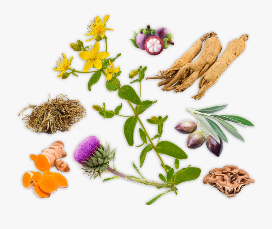 Herb Products Png, Transparent Clipart