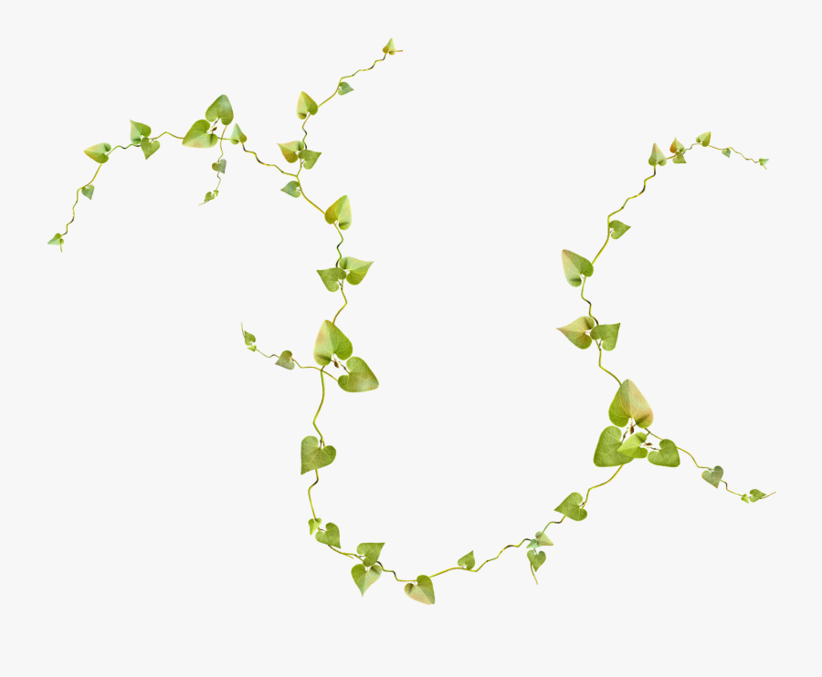 Vine Plant Tree Bande - Cobaea Scandens Enrredadera Png, Transparent Clipart