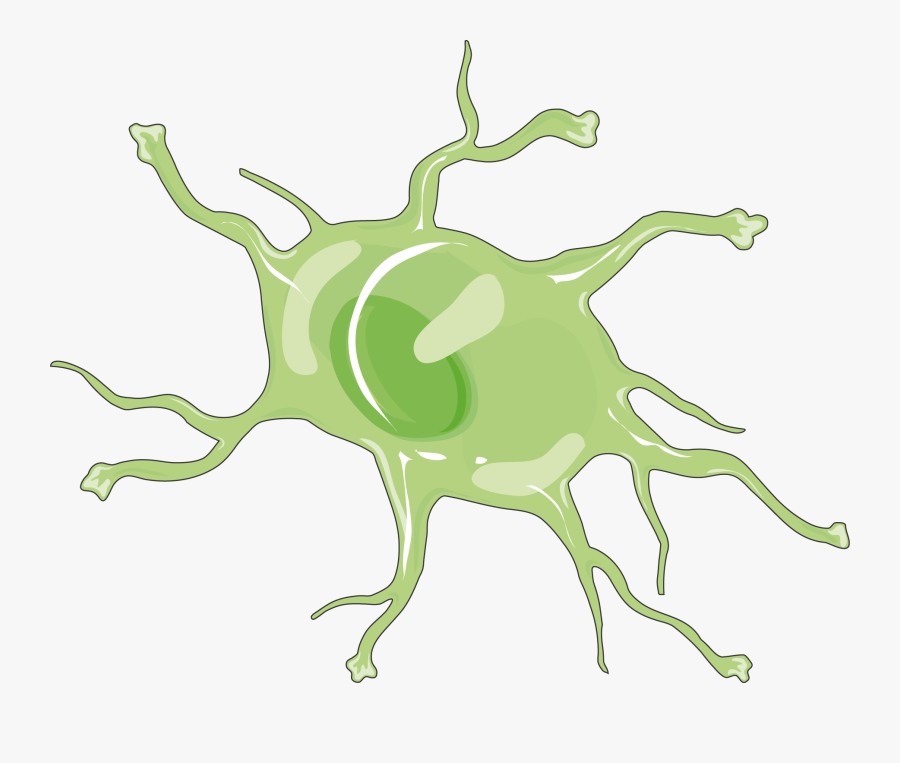 Astrocytes Clip Art, Transparent Clipart
