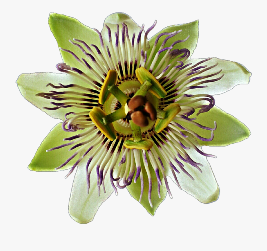 Transparent Passion Fruit Clipart - Passion Flower Png, Transparent Clipart