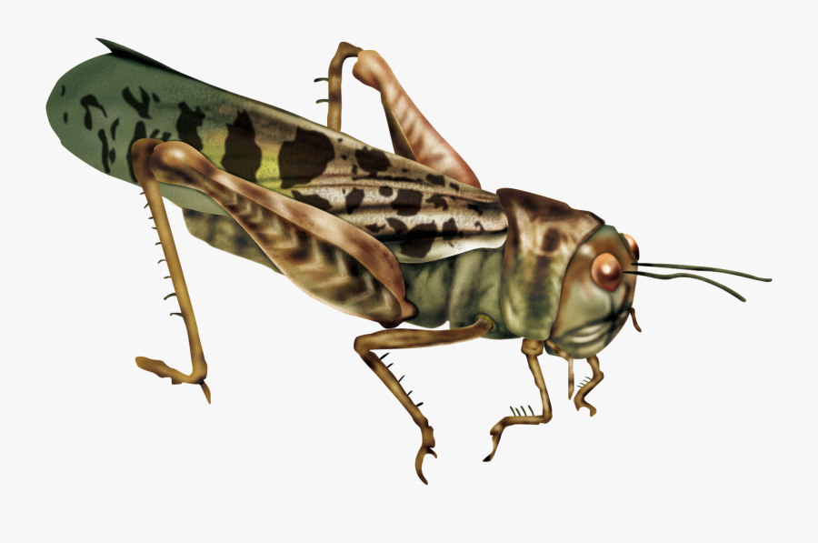 Clip Art Locust Wing - Caelifera, Transparent Clipart