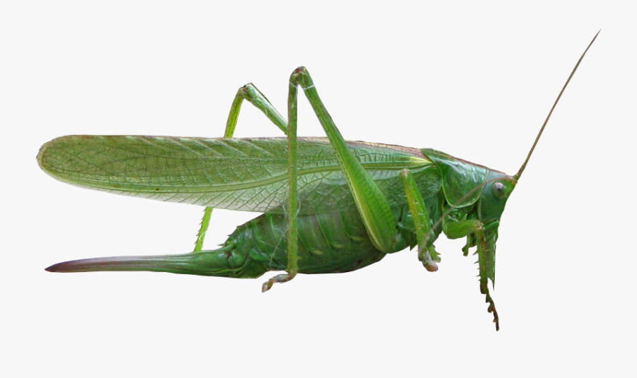 Grasshopper Png - Насекомые На Прозрачном Фоне, Transparent Clipart