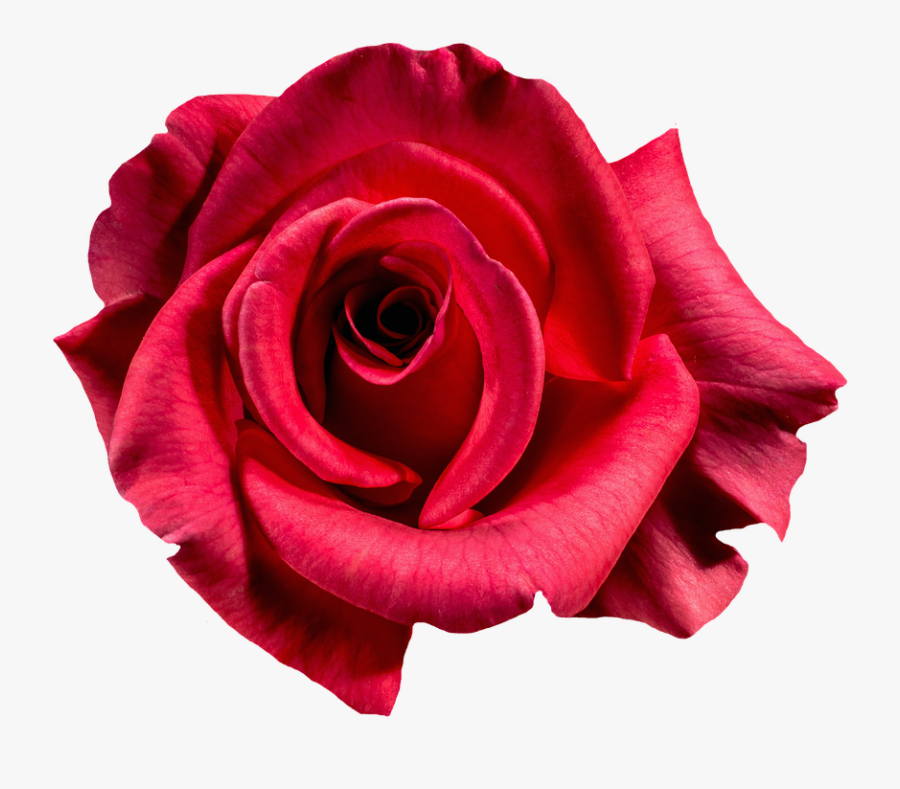 Free Photo Rose Red Blossom Bloom Flower Free Image - Roses With White Background, Transparent Clipart