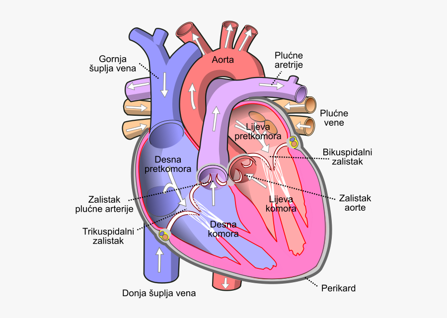 Human Heart Diagram, Transparent Clipart