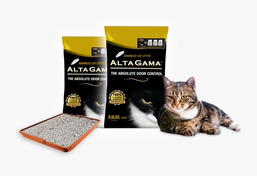 Transparent Litter Png - Domestic Short-haired Cat, Transparent Clipart