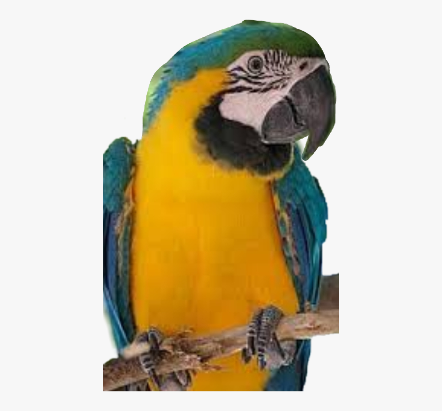 Macaw Freetoedit - Blue And Yellow Macaw, Transparent Clipart