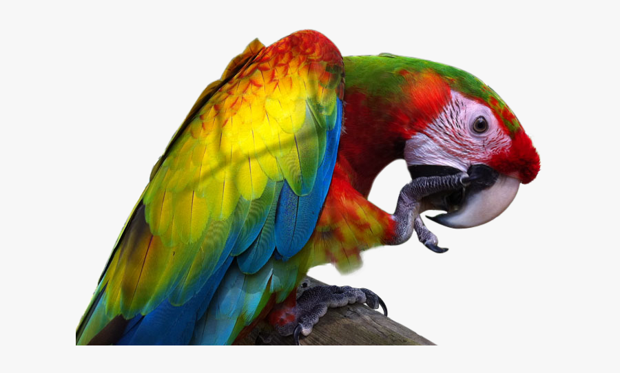 Clip Art Blue Sphynx Macaw - Verdi Macaw, Transparent Clipart