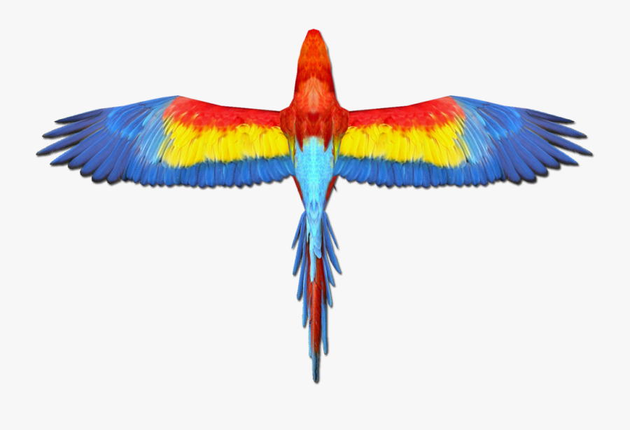 Transparent Macaw Png - Zt2 Scarlet Macaw, Transparent Clipart