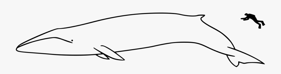 Whale Size, Transparent Clipart