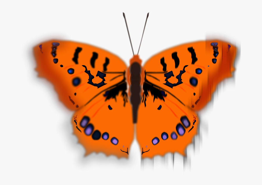 Mariposa Pirata - Orange Colour Cartoon, Transparent Clipart