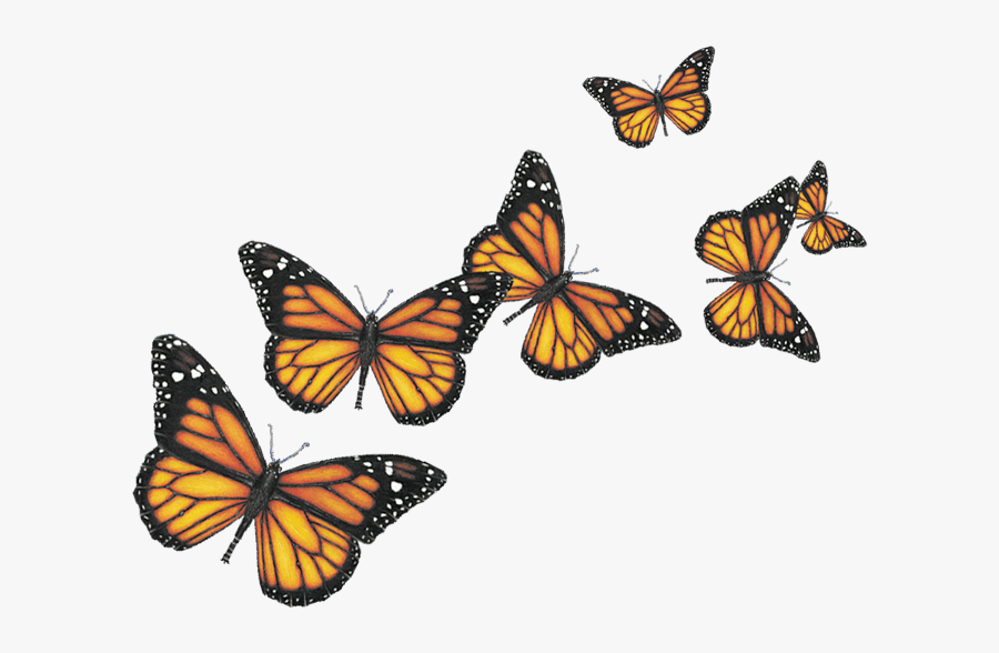 Seis Mariposas - Transparent Background Butterflies Png, Transparent Clipart