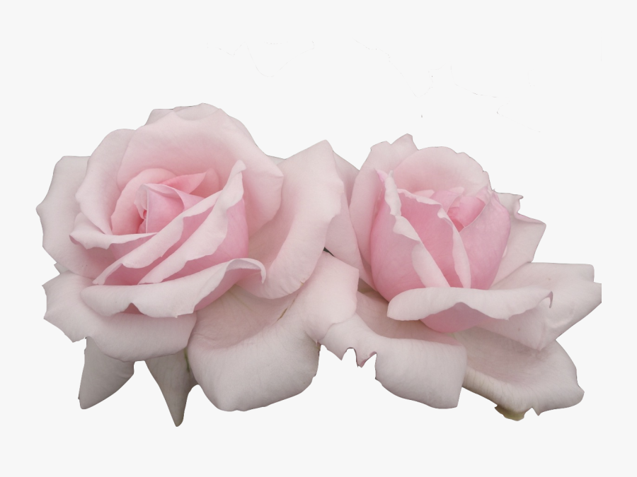 Pink Flowers Pastel Rose - Pink Flowers Png Aesthetic, Transparent Clipart