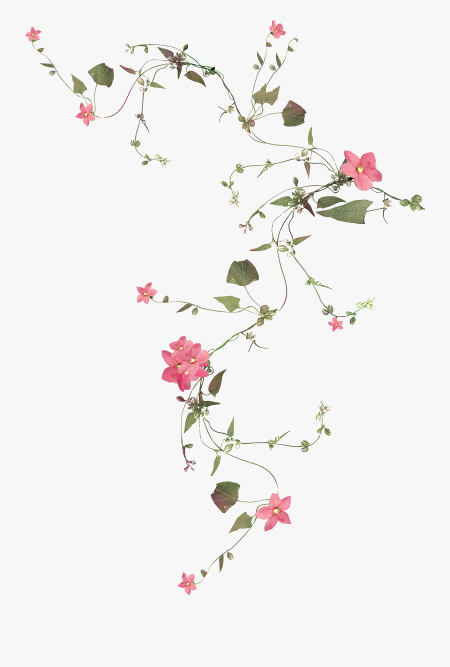 Flower Vines Transparent Background, Transparent Clipart