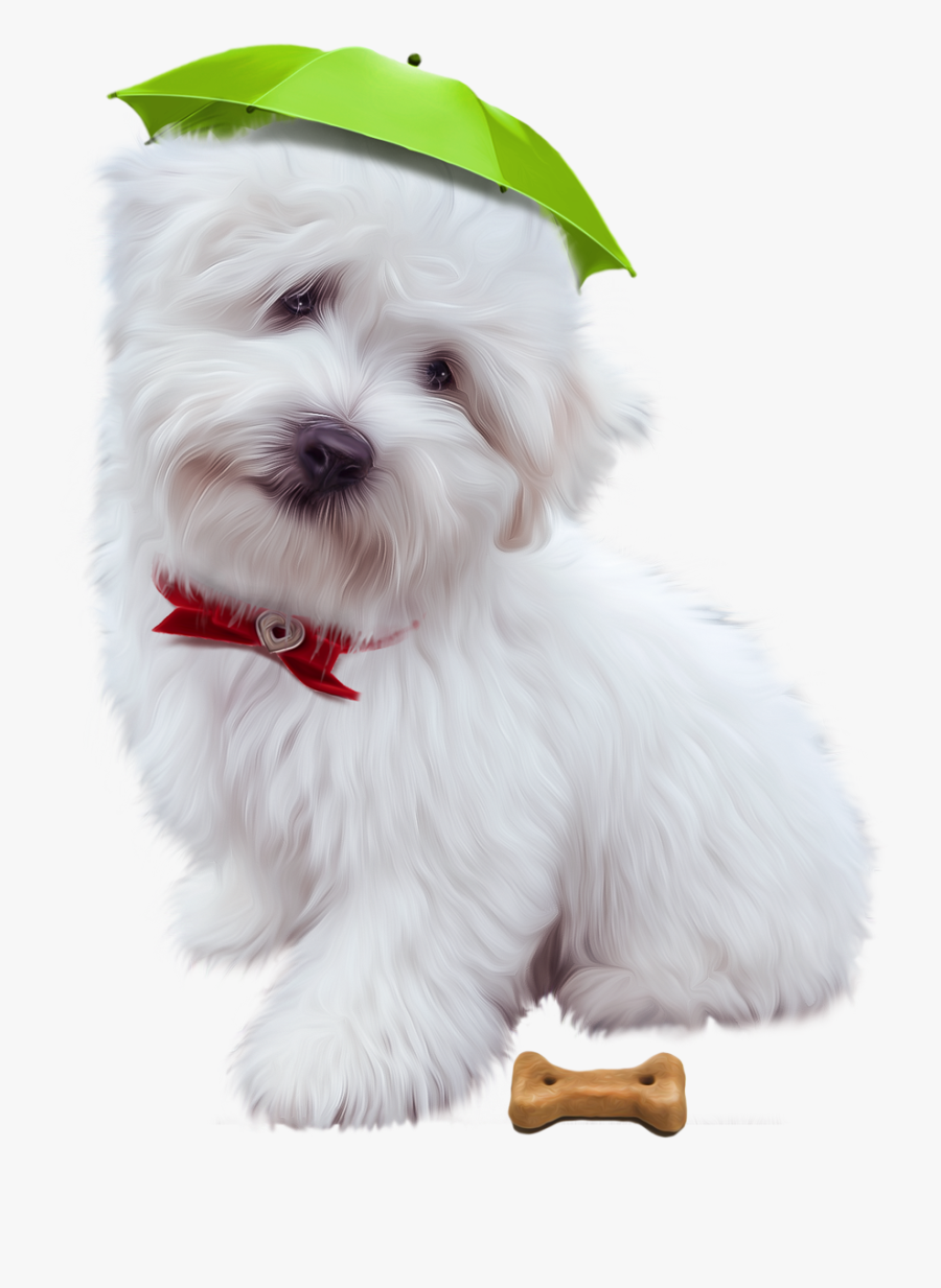 Maltese, Transparent Clipart