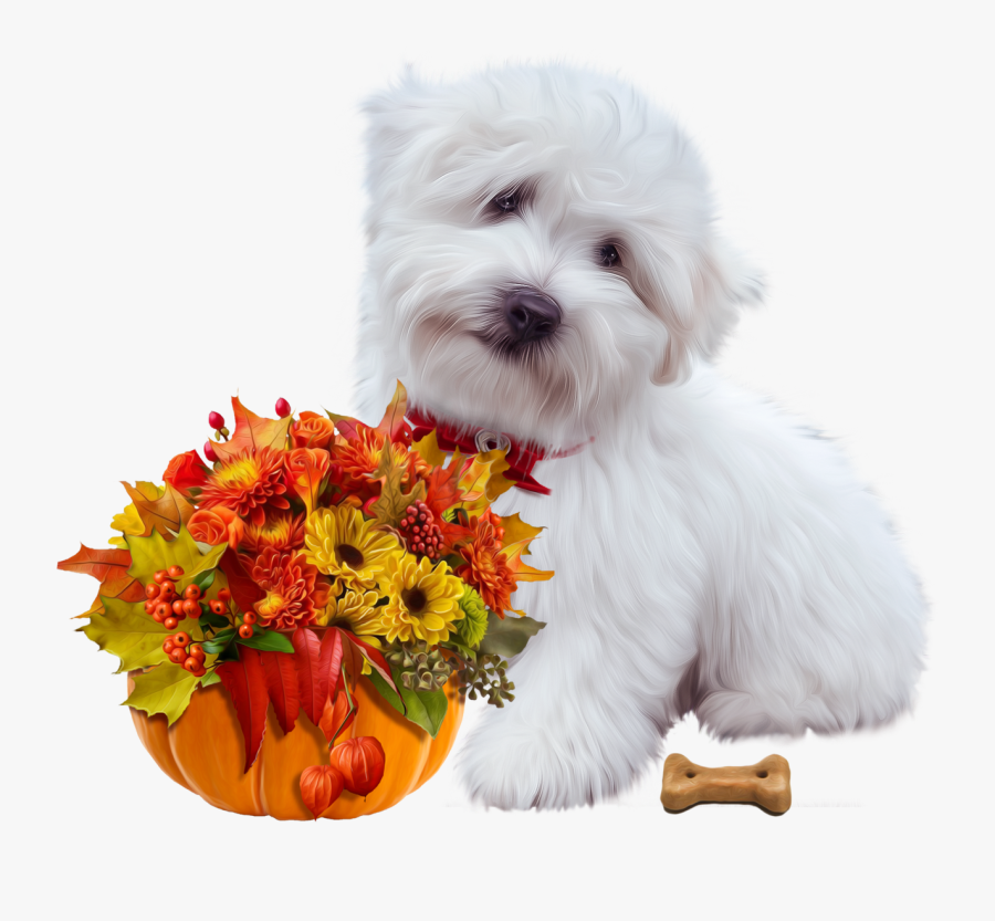 Bolognese, Transparent Clipart