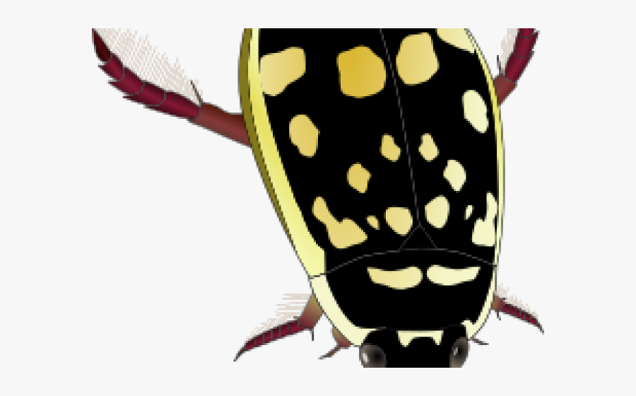 Dung Beetle Clipart Clip Art - Water Beetle Png, Transparent Clipart