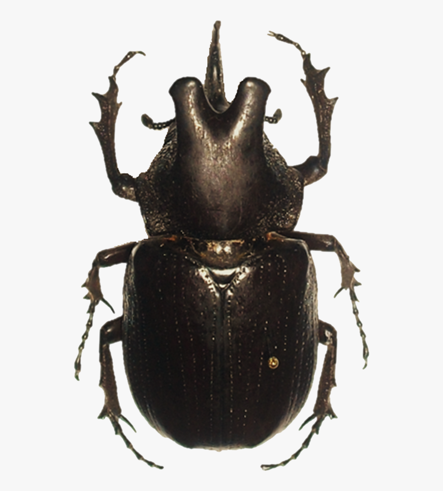 Beetle Png Hd - Transparent Beetle Png, Transparent Clipart