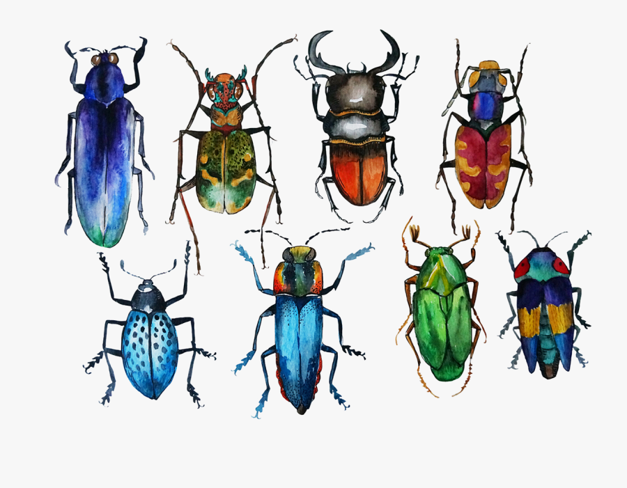 Drawing Bugs Jewel Beetle - Watercolor Bugs, Transparent Clipart