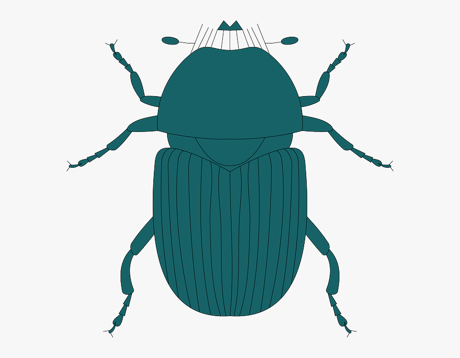 Legs Top, Green, View, Dark, Wings, Insect, Beetle, - Dung Beetle, Transparent Clipart