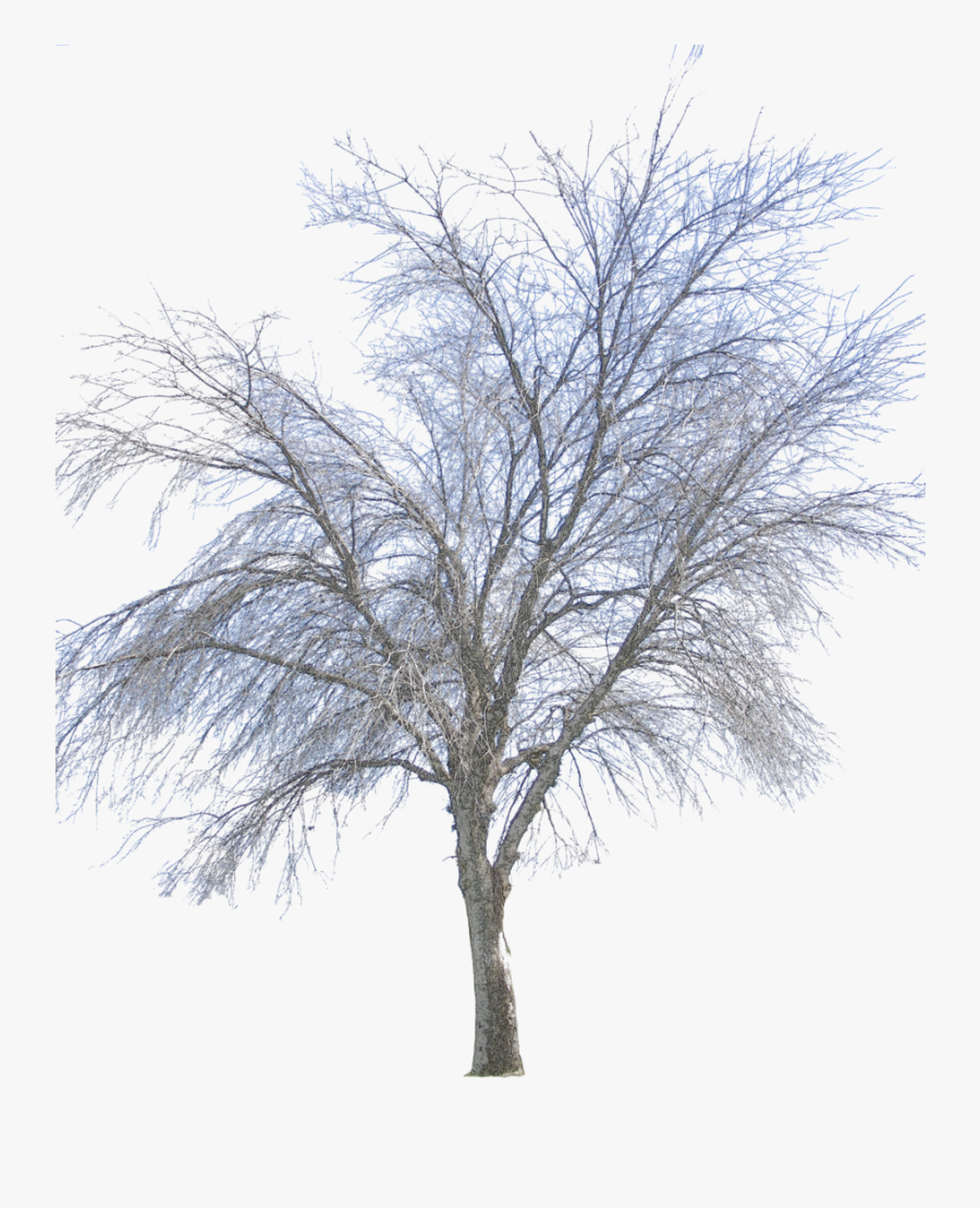 Transparent Pictures Free Icons Transparent Background - Tree Winter Png Transparent, Transparent Clipart