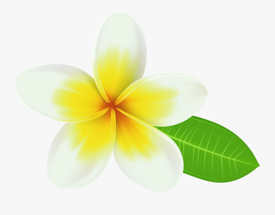 Clip Art Png Transparent Clip Art - Plumeria Png, Transparent Clipart