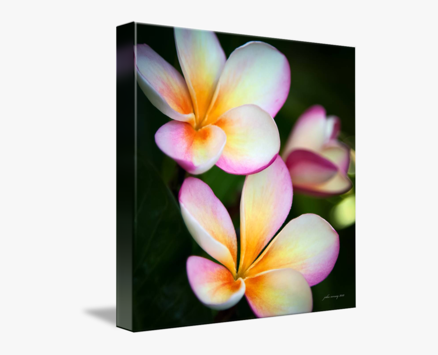 Clip Art By John Corney - Frangipani, Transparent Clipart